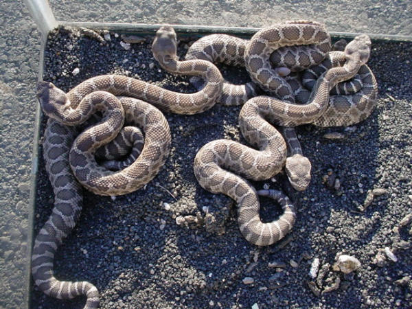 baby rattlers.jpg [94 Kb]